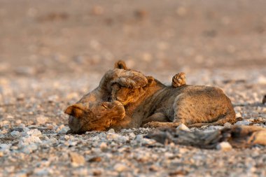 Etoşa Ulusal Parkı, Namibya 'da çölde oynayan bir çift aslan..