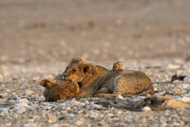 lion cub laying in the sand of the river