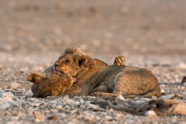 lion with its baby in the desert