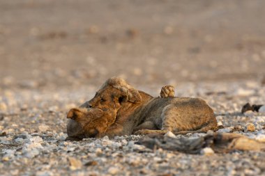 Ölülerin toprağında yatan bir aslan. Afrikalı hayvan. Vahşi yaşam, Afrika