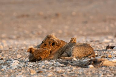Çöldeki şirin bir aslanın yakın plan fotoğrafı.