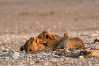 Çölde yatan iki kızıl saçlı aslan (panthera leo).