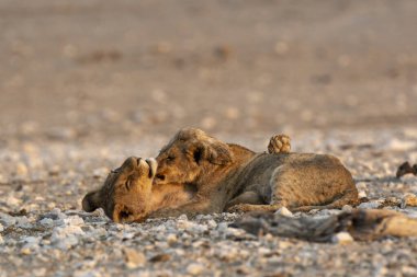 Namibya 'daki vahşi aslanlar