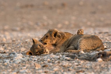 Namibya 'daki vahşi aslan