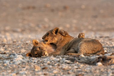 two lions resting in the sun