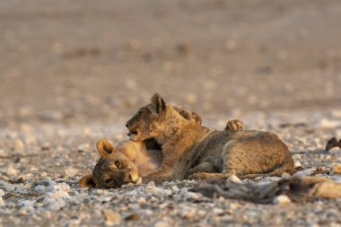lion cub lying in dry dry ground