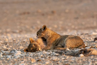 cute wild lions in desert