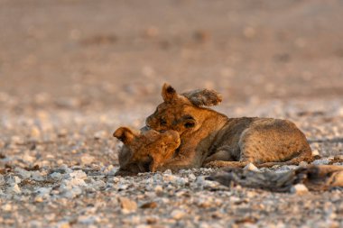 Aslan etkin ulusal park, Namibya