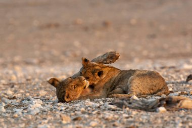 etkin ulusal park Namibya Afrika aslanı