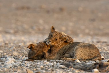 lion cub and cub playing