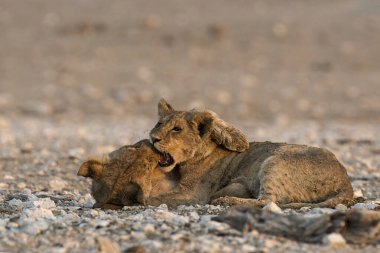 lion with a mother