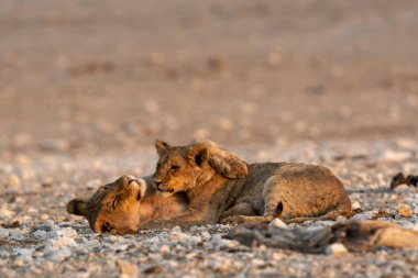 two lions in the sand of the dead sea in the middle of the dead sea in israel