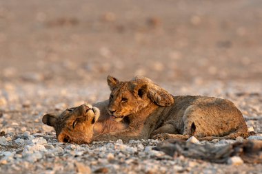 Afrika 'da Namibya aslanları