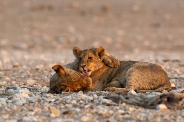lion cub playing in the dry dry grass