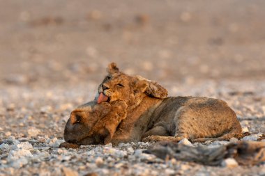 lion in the savannah, south africa