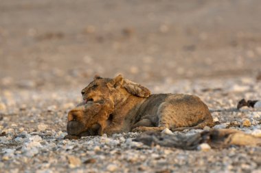 Etoşa Ulusal Parkı 'ndaki vahşi aslan.