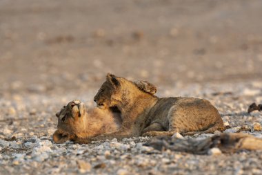 Etoşa Ulusal Parkı 'nın kumlarında aslan yavrusu, namibya