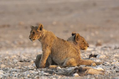 lion cub walking on the dry ground in the kalahari