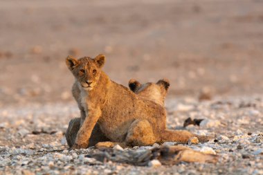 Namibya bozkırında bir aslan