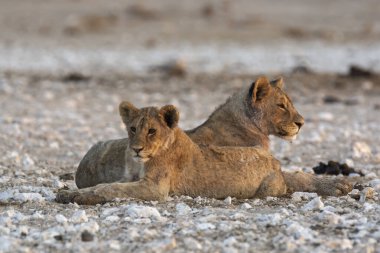 Genç dişi aslan yavrusu