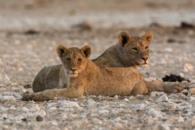 Aslan yavrusu yerde yatıyor..