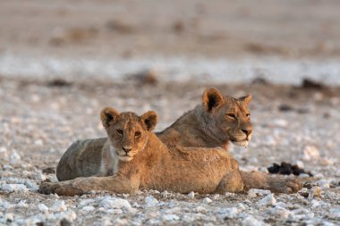 Etoşa Ulusal Parkı, Namibya 'da aslan ailesi.
