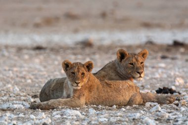 two wild lions in the desert in the african savanna