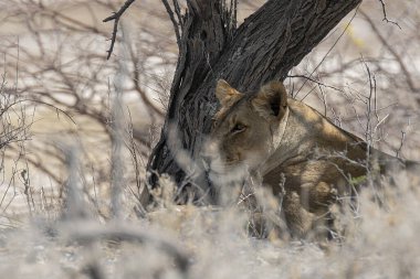 Botswana 'nın güneyinde dişi aslan.