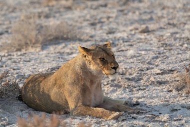 Afrika dişi aslanı (panthera leo) Etoşa, Namibya 'da çölde dinleniyor.