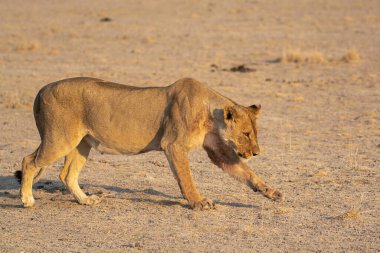 african lion in the desert of etosha national park in namibia, africa.