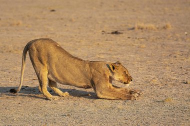 african wild cat in the nature, africa.
