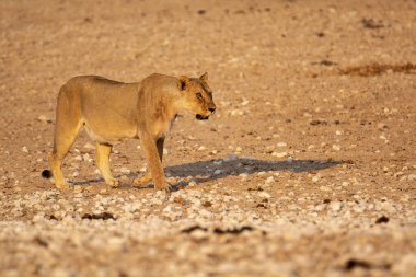 Vahşi Afrika aslanı.