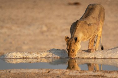 Afrika vahşi hayvanı Kruger Ulusal Parkı, Güney Afrika 'da içme suyu