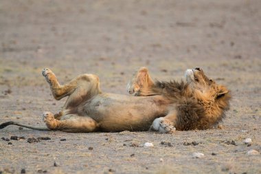 Aslan yerde yatıyor..
