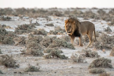 Etoşa Ulusal Parkı 'nda yürüyen aslan, namibya