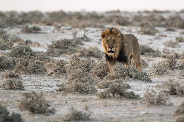Aslan kuru arazide yürüyor, Etoşa Ulusal Parkı, Namibya