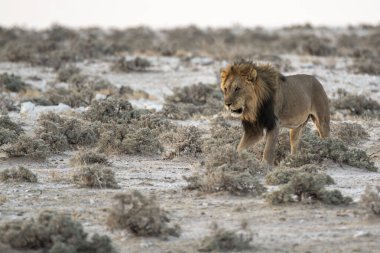 Etoşa Ulusal Parkı, Namibya 'da aslan
