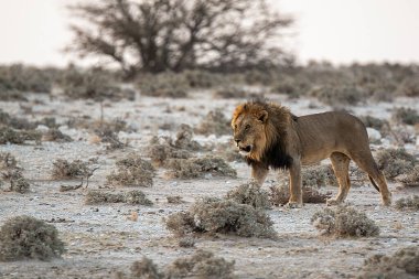 Etoşa 'daki aslan - namibya