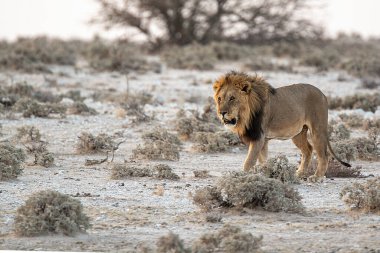 Etoşa Ulusal Parkı 'ndaki aslan Namibya, Afrika