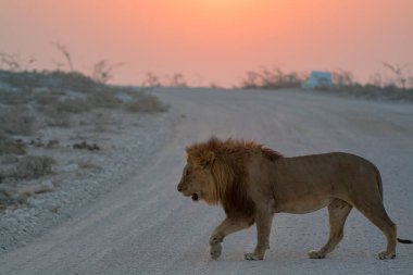 Namibya 'da çölde yürüyen bir aslan.