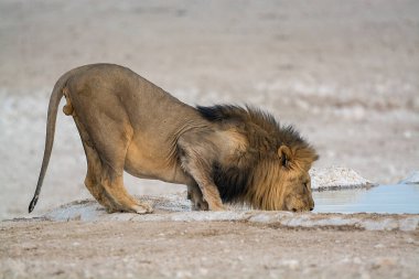 Aslan sıcak bir delikte su içiyor.