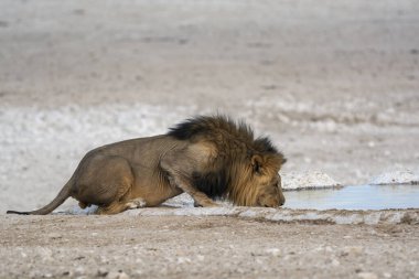Etoşa Ulusal Parkı 'nda bir aslan.