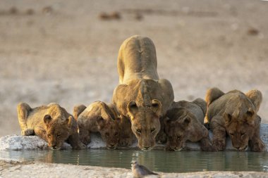 Bir grup aslan, Güney Afrika 'daki Kruger Ulusal Parkı' ndaki su birikintisinde su içiyorlar..