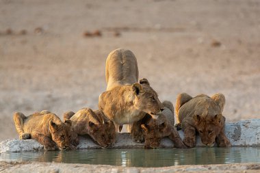 Aslan sudan su içiyor.