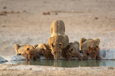 Su birikintisinde oynayan bir grup genç vahşi aslan..