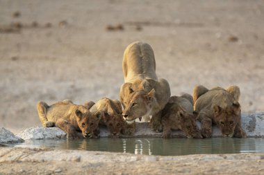 Bir grup genç aslan içme suyunda.