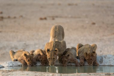 Aslan etosha 'da su içiyor.