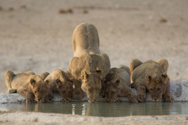Su birikintisinde aslan içme suyu, namibya, Afrika