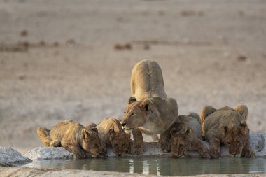 Aslan, su birikintisinde su içiyor.