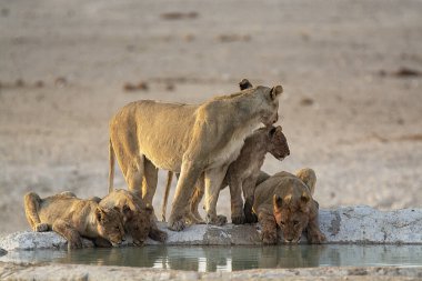Su birikintisinde su içen aslan